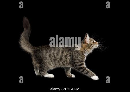 Tabby Kitten Marche avec intérêt regarder vers le haut sur fond noir isolé, vue latérale Banque D'Images