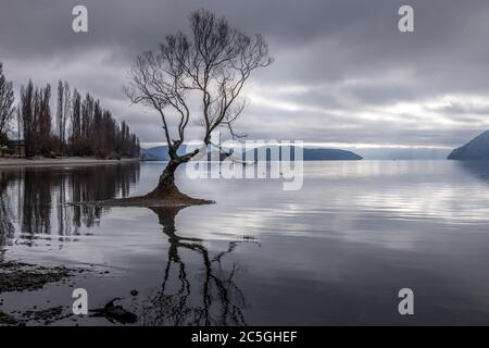 Isolement : croissance d'arbres dans le lac Wanaka, Nouvelle-Zélande Banque D'Images
