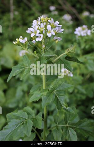 Cardamine amara subsp. Balcanica - plante sauvage en été. Banque D'Images