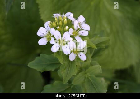 Cardamine amara subsp. Balcanica - plante sauvage en été. Banque D'Images