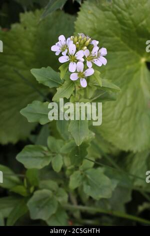 Cardamine amara subsp. Balcanica - plante sauvage en été. Banque D'Images