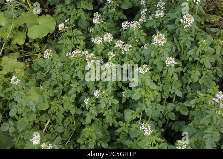 Cardamine amara subsp. Balcanica - plante sauvage en été. Banque D'Images