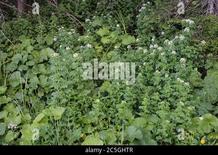 Cardamine amara subsp. Balcanica - plante sauvage en été. Banque D'Images