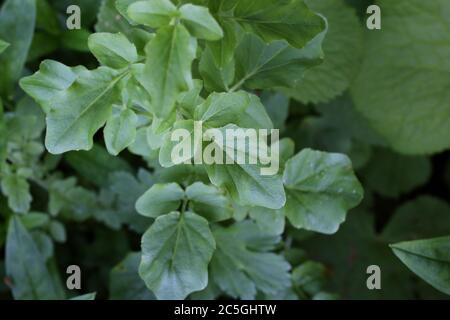 Cardamine amara subsp. Balcanica - plante sauvage en été. Banque D'Images