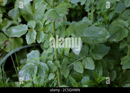 Cardamine amara subsp. Balcanica - plante sauvage en été. Banque D'Images