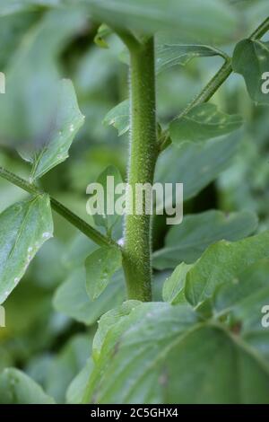 Cardamine amara subsp. Balcanica - plante sauvage en été. Banque D'Images