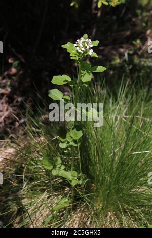 Cardamine amara subsp. Balcanica - plante sauvage en été. Banque D'Images