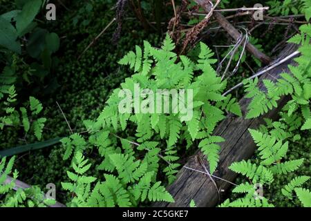 Gymnocarpium dryopteris, Oak Fern. Plante sauvage en été. Banque D'Images