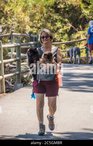 Une femme sur un sentier de randonnée, accompagnée de ses deux chiens pomeraniens; Mission Viejo, Californie. Banque D'Images