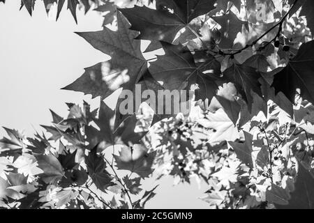 Image des feuilles d'un arbre tiré depuis le sol. Banque D'Images