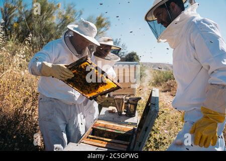 Apiculteurs travaillant à la collecte du miel. Concept d'apiculture biologique. Banque D'Images