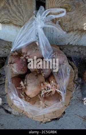 pommes de terre oubliées poussant des racines dans un sac en plastique Banque D'Images