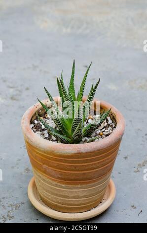Petit Cactus dans petit pot de poterie. Banque D'Images