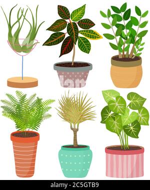 Vecteur usine maison intérieure dans pot. Tillaandsia, Croton, Zanzibar Gem, Sword Fern, Boston Fern, DragonTree, Arrowhead Vine. Collection de plats Illustration de Vecteur