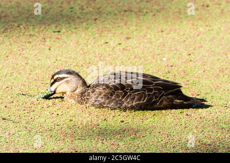 Canard noir du Pacifique, Añas superciliosa. Alimentation sur le canard d'hiver. Banque D'Images