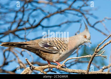 Pigeon à crête, ocyphaps lophotes, Banque D'Images