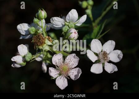 Fleurs blanches de l'usine BlackBerry avec fond noir Banque D'Images