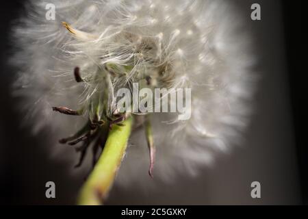 Silvery fruits pissenlits communs vus du dessous avec tige verte et feuilles sur fond sombre. Profondeur de champ étroite. Image d'arrière-plan Banque D'Images