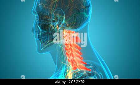 Colonne vertébrale de la moelle épinière vertèbres cervicales du système de squelette humain Anatomie Banque D'Images