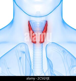 Glandes du corps humain lobes de la glande thyroïde Anatomie Banque D'Images