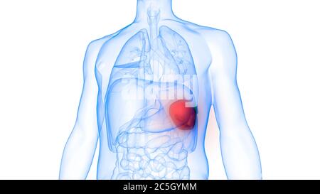 Anatomie de la rate d'organe interne humaine Banque D'Images