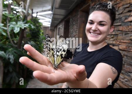 Brno, République tchèque. 02 juillet 2020. Une idée de papillon leuconoe est vue dans la Papilonia - Maison de papillons Brno, République Tchèque, le 2 juillet 2020. (CTK photo/Vaclav Salek) Banque D'Images