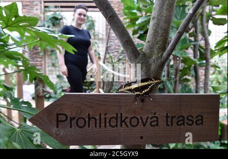 Brno, République tchèque. 02 juillet 2020. Un papillon est vu dans la maison papillon de Papilonia Brno, République Tchèque, le 2 juillet 2020. (CTK photo/Vaclav Salek) Banque D'Images