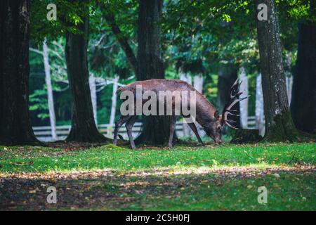 Elk dans le parc national de Bialowieza. Bialowieza, Podlaskie, Pologne. Banque D'Images