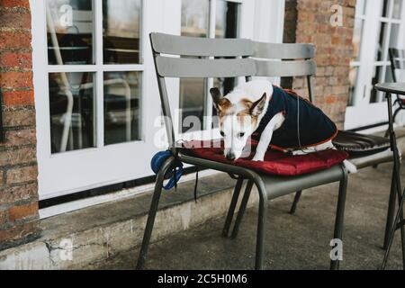 Chien solitaire et isolé avec des vêtements assis et attendant sur la couverture rouge sur la chaise en métal pendant la matinée d'hiver Banque D'Images