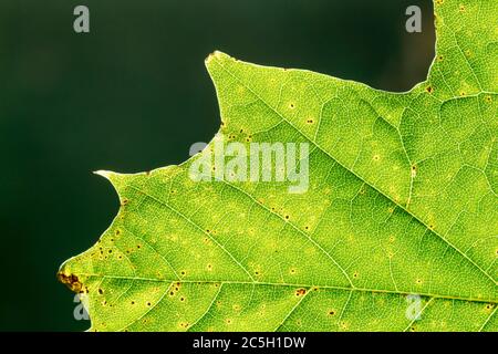 Gros plan vue détaillée d'une feuille de sycomore (Acer pseudoplatanus) montrant les veines, le bord des dents de scie et la structure cellulaire Banque D'Images