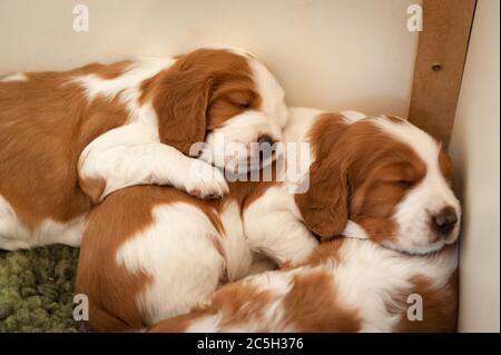 Chiots springer spaniel gallois dans leur boîte de mise à la chagriture Banque D'Images