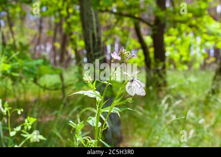 Beau papillon sur plante à fleurs dans prairie ensoleillée bois Banque D'Images