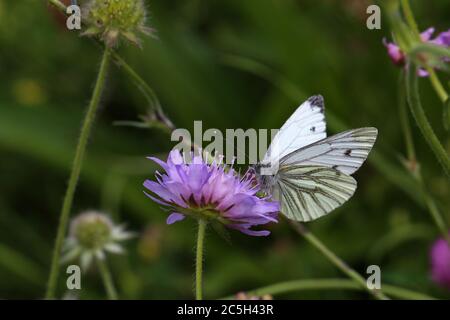 Papillon blanc à motif noir sur une fleur Banque D'Images