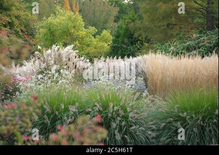 Graeser, Lampenputzergras Pennisetum alopecuroides Hameln, Miscanthus Banque D'Images