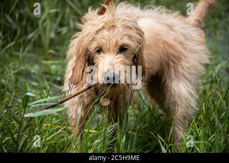 Magdebourg, Allemagne. 28 juin 2020. Un mini-Goldendoodle humide est debout dans un pré. Credit: Stephan Schulz/dpa-Zentralbild/ZB/dpa/Alay Live News Banque D'Images