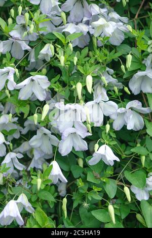 Waldrebe Clematis Caerulea luxurians Banque D'Images
