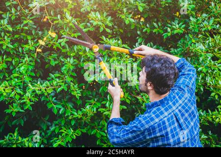 Jardinier taille de haies ou rip bush avec les cisailles à gazon ciseaux de jardinage activité de travail pendant le séjour à la maison à l'arrière-cour. Banque D'Images