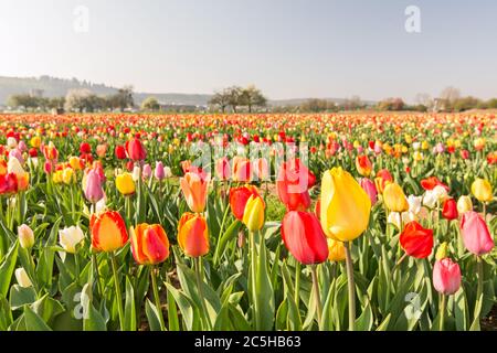 Prise de vue panoramique sur le terrain avec tulipes colorées Banque D'Images