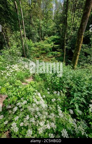 Paysage forestier idyllique en été avec la rivière Lillach qui coule sur le Sinterterrassen (terrasses friteuses) en arrière-plan près de la ville Weißenohe Banque D'Images