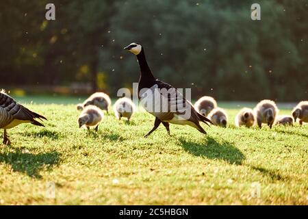 Bernaches de Barnacle avec poussins dans le parc de Kaivopuisto, Helsinki, Finlande Banque D'Images