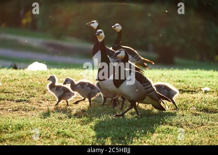 Bernaches de Barnacle avec poussins dans le parc de Kaivopuisto, Helsinki, Finlande Banque D'Images