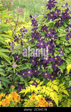 Waldrebe Clematis Romantika Banque D'Images