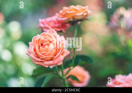Roses de jardin, fleurs roses, fond de nature. Papier peint floral. Rosier Banque D'Images