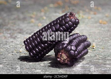 détails d'un maïs violet péruvien, zea mays l, sur une table en pierre par un jour ensoleillé Banque D'Images