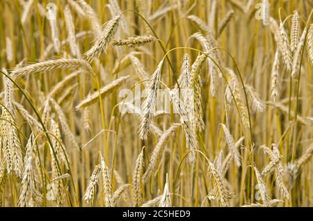 Champ de grain de seigle avant la récolte Banque D'Images