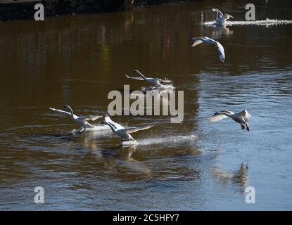 Un troupeau de cygnes muets qui débarque sur la Tamise Banque D'Images