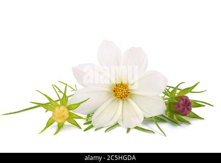 Cosmos de jardin isolés sur fond blanc Banque D'Images