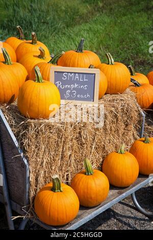 Citrouilles en vente sur la route, placées sur des balles de foin dans un chariot en bois. Banque D'Images