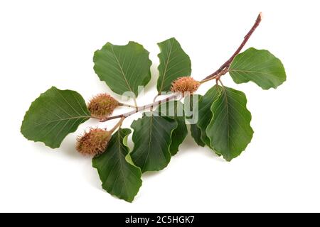 Branche de hêtre avec beechnuts isolés sur fond blanc Banque D'Images