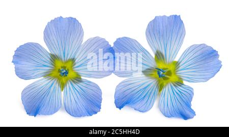 Fleurs de lin bleu isolées sur blanc Banque D'Images